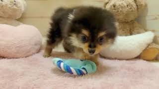 ポメラニアンの動画02