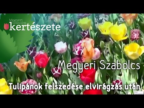 Tulipánok felszedése - Tulipánok elvirágzás után