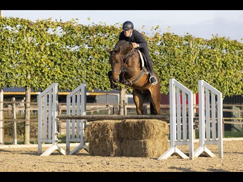 (Sold 🇺🇸) Gelding, born 2018 by Tallmann x Lasino