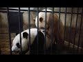 Watch: World's only brown giant panda fails on first try to naturally reproduce