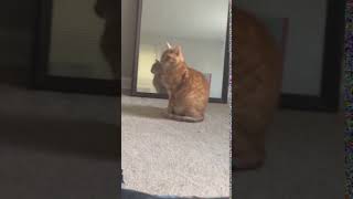 Ginger Tabby Cats Videos