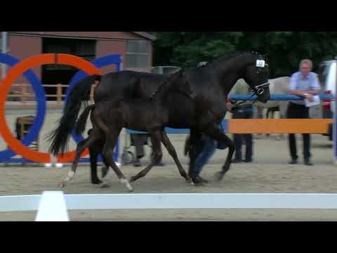 Hf v Marc Cain x Fuerst Romancier x Hotline 2019