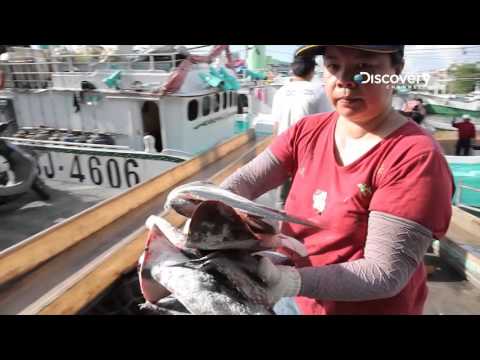 Humans Are Hunting Sharks Into Oblivion | Racing Extinction