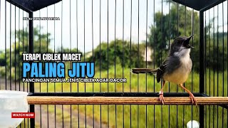 Download lagu Burung Ciblek SEMI Gacor NGEBREN Untuk Pancingan Ciblek dan MASTERAN BURUNG Kesayangan Anda mp3