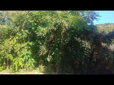 Muzeul Chihlimbarului, Colți, Buzău