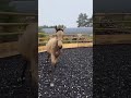 Pouliche KWPN Isabelle 