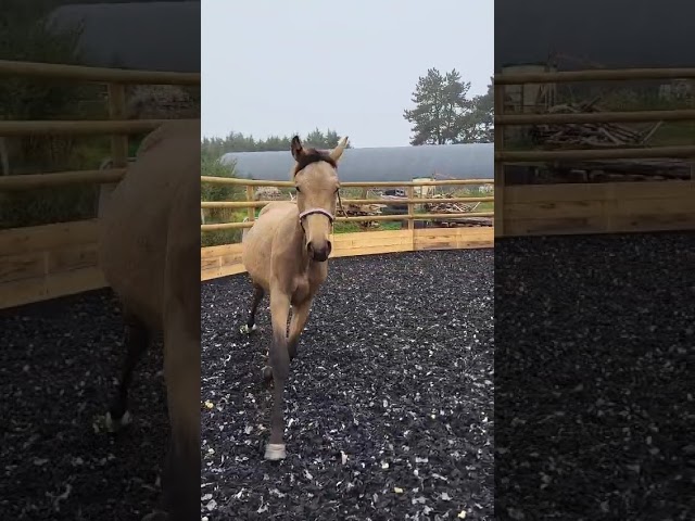 Pouliche KWPN Isabelle 