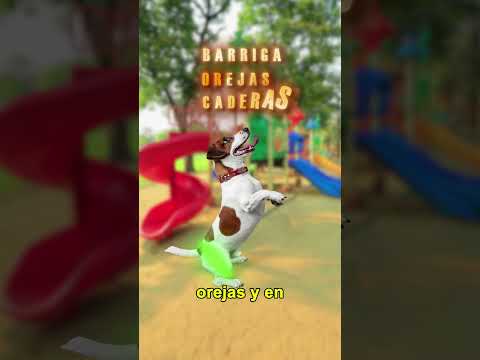 Donde debes acariciar a tu perro?