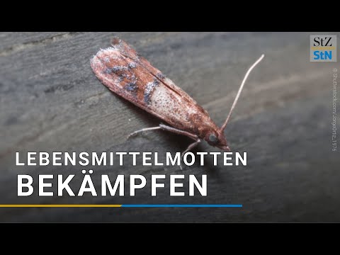 Lebensmittelmotten bekämpfen – Die wirksamsten Tipps im Überblick
