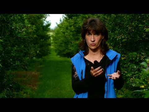 Želite veći i bolji rod višnje? Probajte Slavol VVL!