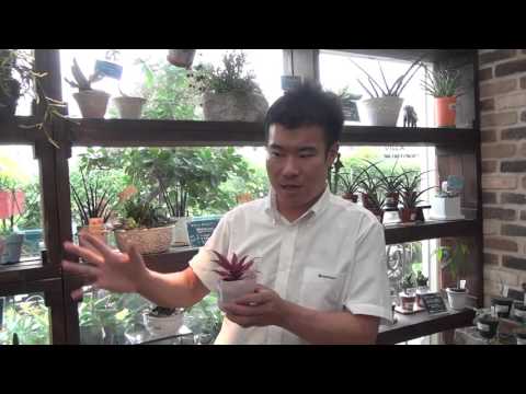 クリプタンサスについて詳しく解説