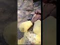 Jungle Mein Mangal Short Viralvideo