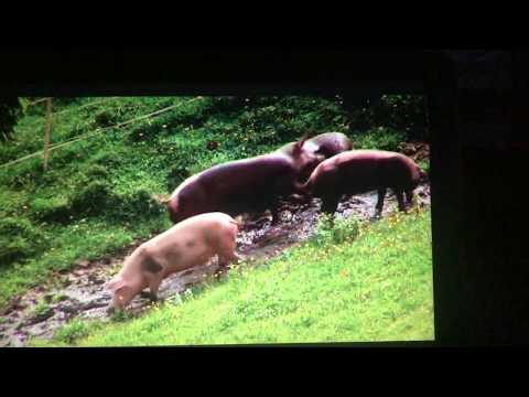 Joy and Emotions in Pigs - Freude und Emotionen von Schweinen - Fleisch - Meat - Bacon