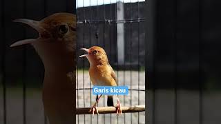 Download lagu CICI PADI KEPALA MERAH mp3 Download lagu CICI PADI KEPALA MERAH mp3