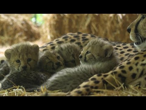 Four cheetah cubs make their first appearance in Austrian zoo