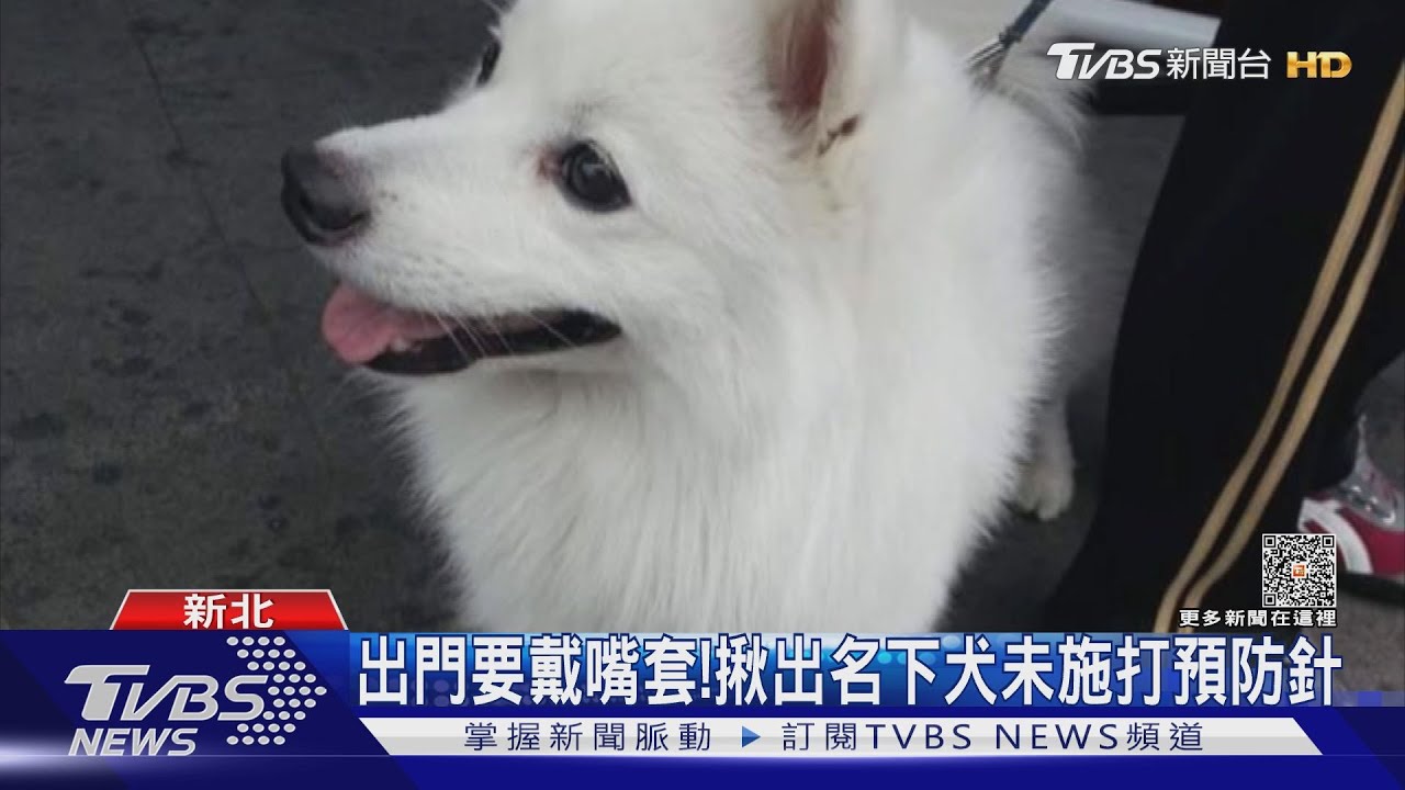 快救我家狗!剛出門散步 轉角遇上獒犬