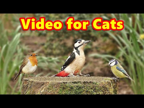Videos for Cats : Forest Birds Extravaganza - 8 HOURS