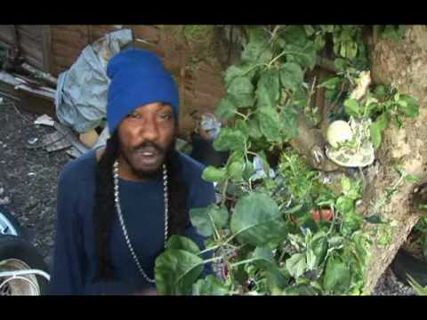 HERBAL T from KRT LONDON - MY KINGDOM