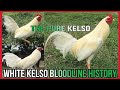 😮HISTORY AND FIGHTING STYLE OF WHITE KELSO ROOSTER