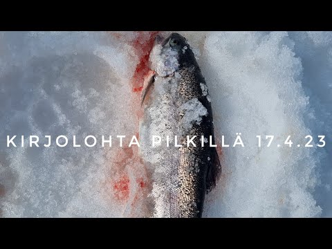 Kirjolohta pilkillä | veitsiluodon kalapaikka | 17.4.23