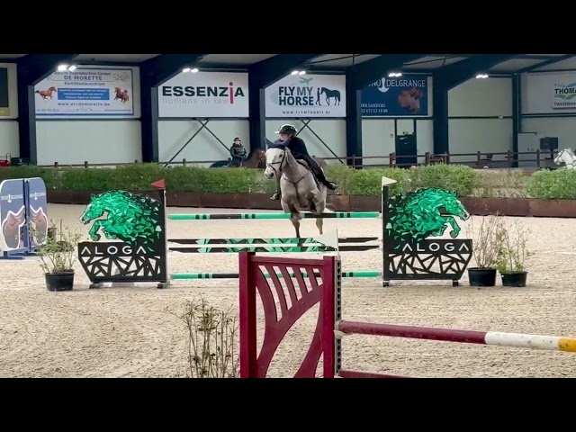 Hongre de 7 ans en direct de l&rsquo;&eacute;leveur 