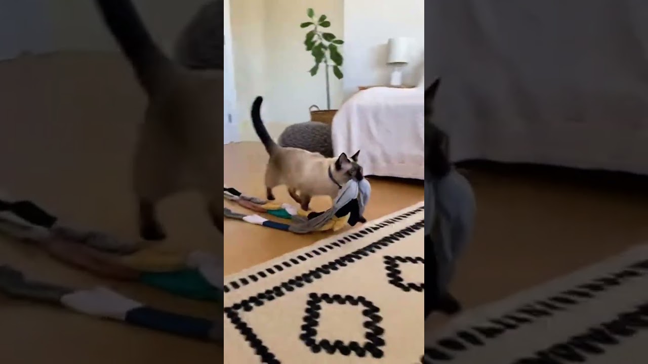 8dcf96aa d52b 11f0 8188 3e4c8de6d275 0