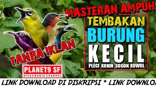 Download lagu SUARA BURUNG KECIL FULL TEMBAKAN COCOK UNTUK PEMAS... mp3