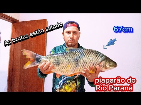 Pescaria de Piapara gigante no Rio Paraná em Porto Camargo/Porto Figueira