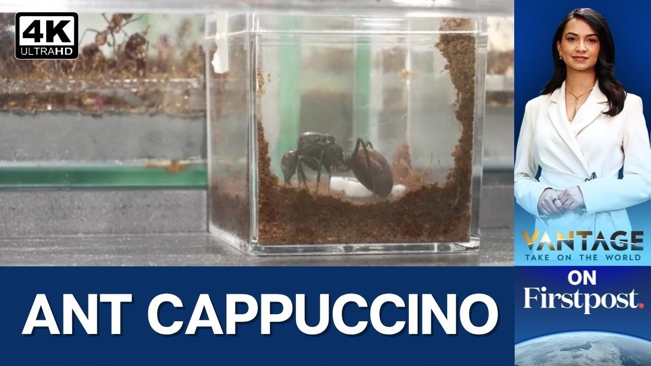 Thailand Cafe Serves Coffee In the Company of Ants | Vantage on Firstpost | 4K