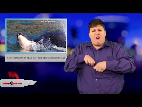 Orca mom carries dead calf for week during grieving (ASL - 7.31.18)