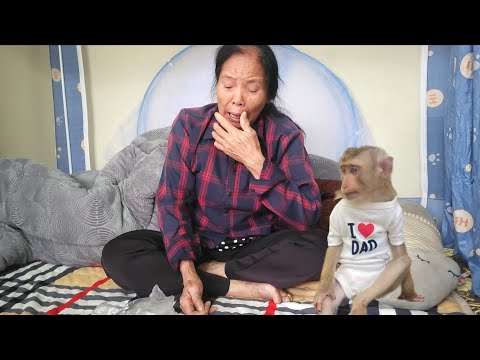 Oh no! Lambo the monkey are worried because Ba Can is seriously ill.