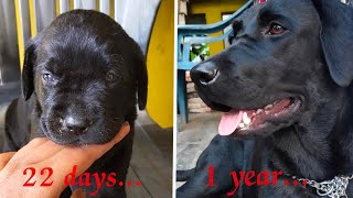 Labrador Dog One year Transformation , Black Lab..., Kerala born.., Puppy to Dog...