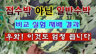 [텃밭농부 1,997]  접수박과 일반수박 실험재배  비교 결과. 대박!