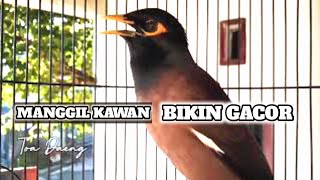 Download lagu jalak nias manggil kawan pancingan jalak agar nyaut dan emosi || jalak nias gacor mp3