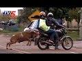 Angry Sheep Attacks On People TV5 News
