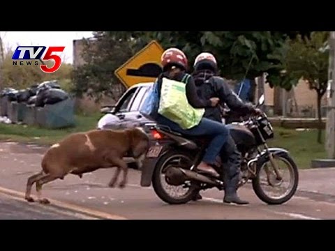 Des moutons en colère attaquent des gens