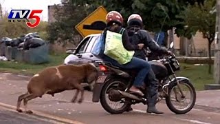 Des moutons en colère attaquent des gens