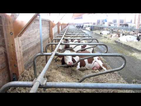 download lagu mp3 mp4 Montbeliard Cow, download lagu Montbeliard Cow gratis, unduh video klip Montbeliard Cow