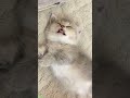 Cute Kittens Kitten Meowing Part 3752