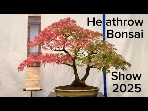 The Heathrow bonsai show 2025 