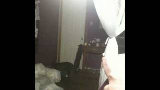 Cat figured out the doorknob