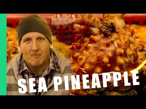 download lagu mp3 mp4 Sea Pineapple, download lagu Sea Pineapple gratis, unduh video klip Sea Pineapple