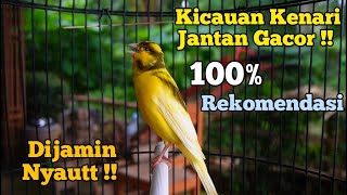 Download lagu Kenari Jantan Gacor Cuit Cuit Emosi, Pancingan Kenari paud belajar bunyi, ampuh atasi kenari macet mp3 Download lagu Kenari Jantan Gacor Cuit Cuit Emosi, Pancingan Kenari paud belajar bunyi, ampuh atasi kenari macet mp3