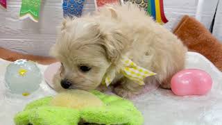 ハーフ犬の動画01