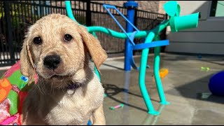 Staying Cool at the Splash Pad | Southeastern Guide Dogs