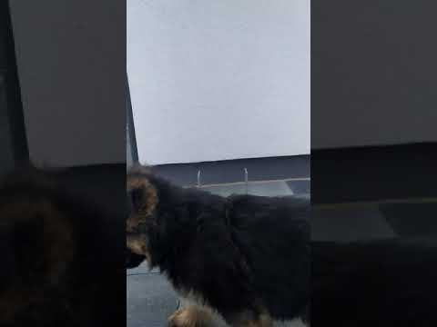 Owczarek niemiecki wilczy pazur german shepherd