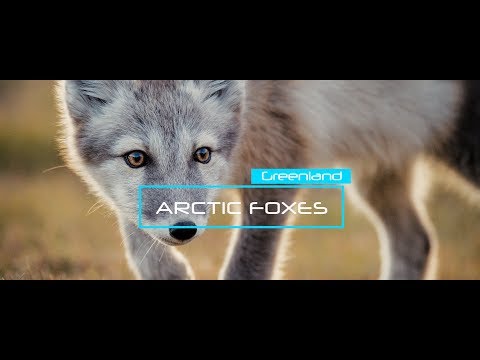 Arctic Foxes