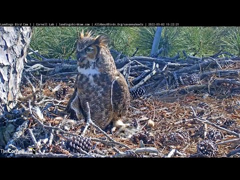 Stay Cool With The Female Great Horned Owl | Savannah Owl Cam – March 2, 2022