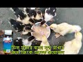 China Haser Baccha Sustho Rakhar Jonno Zinc Onek Proyojon চিনা হাঁসের বাচ�