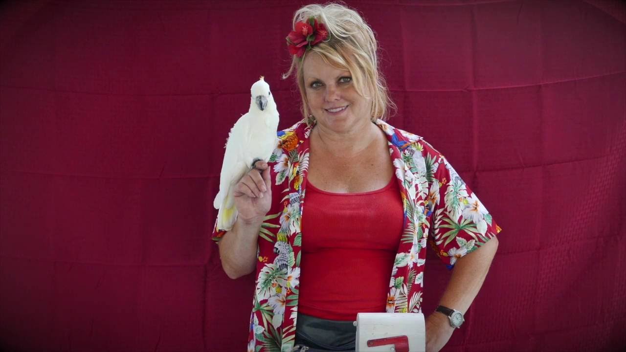 Promotional video thumbnail 1 for The Paradise Parrot Show